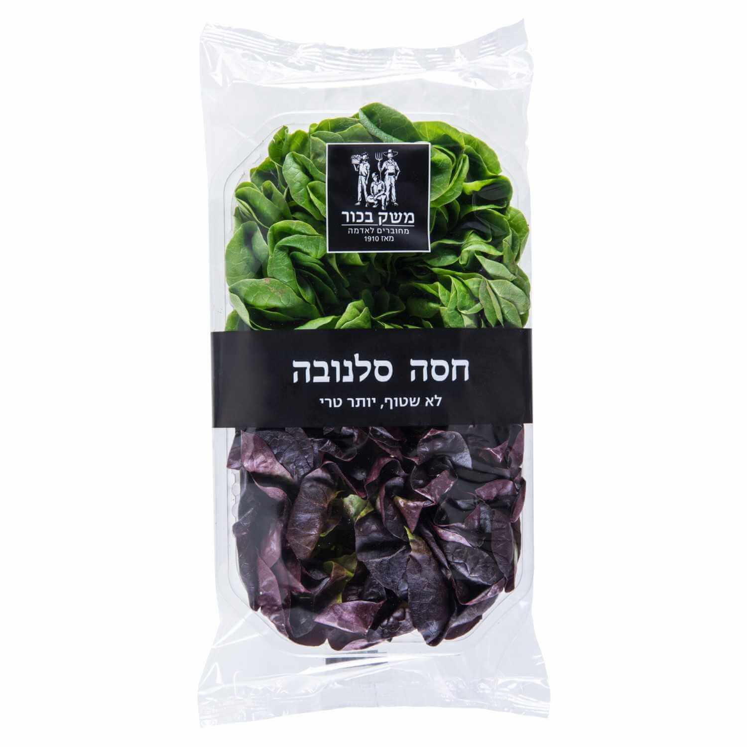 חסה סלנובה הידרופונית