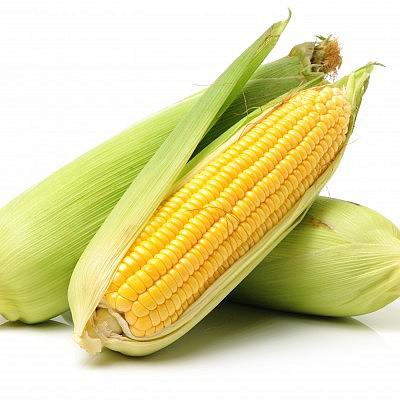 קלחי תירס סופר מתוק ישירות מהשדה